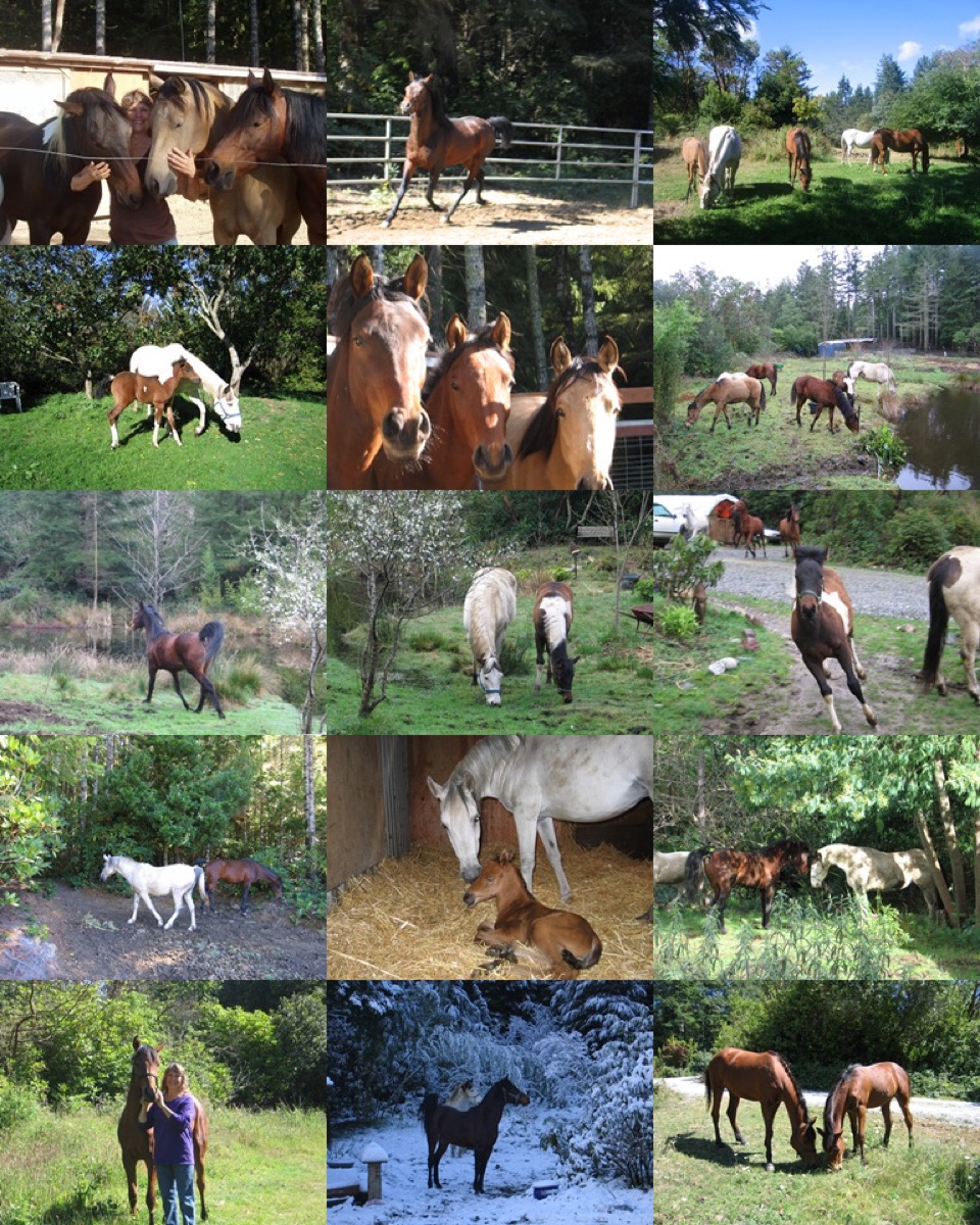 Horses at Dancing Feet Ranch